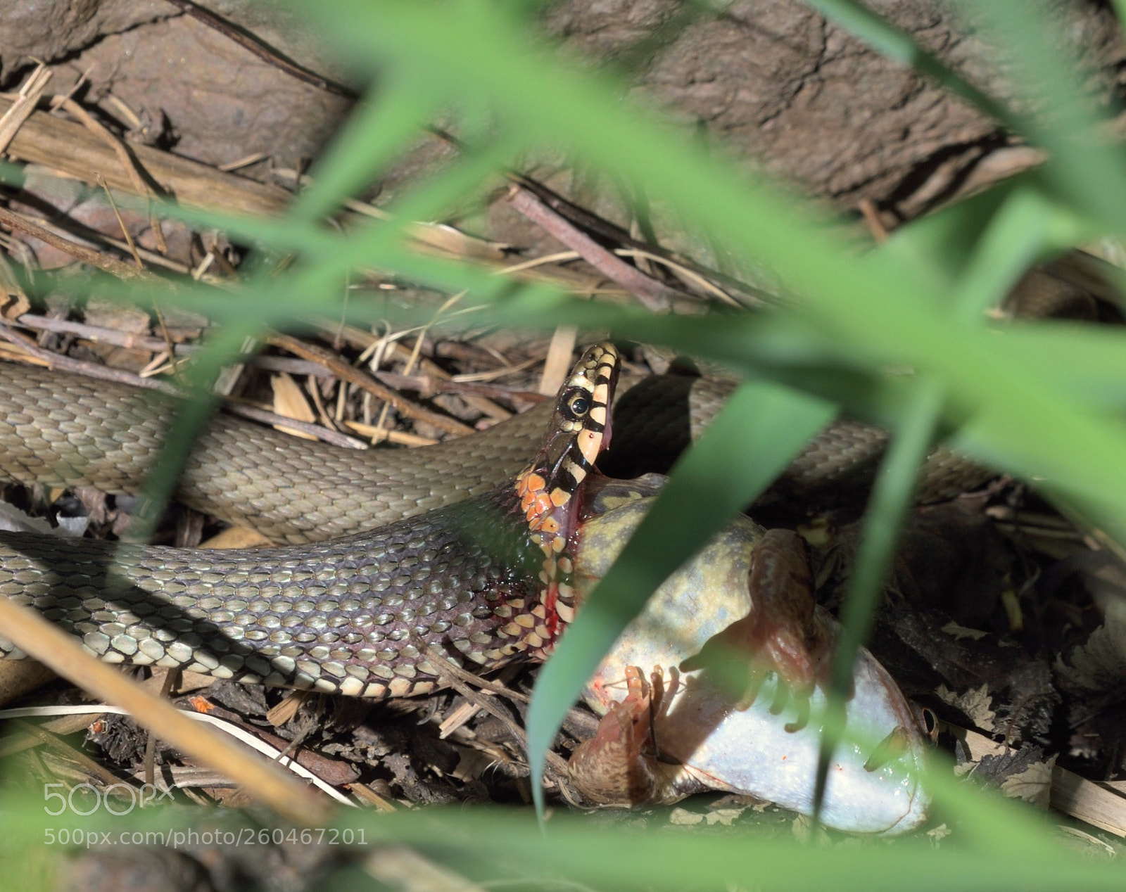 Nikon D750 sample photo. Predator photography