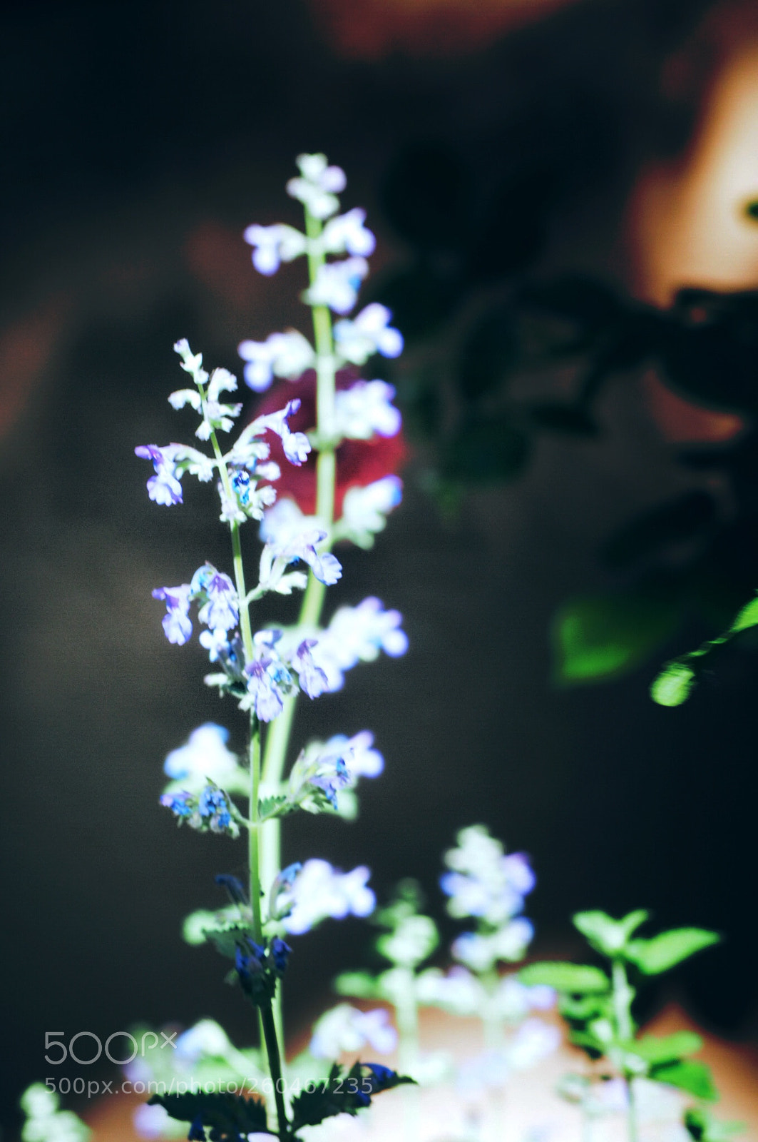 Olympus OM-D E-M10 II sample photo. Purple photography