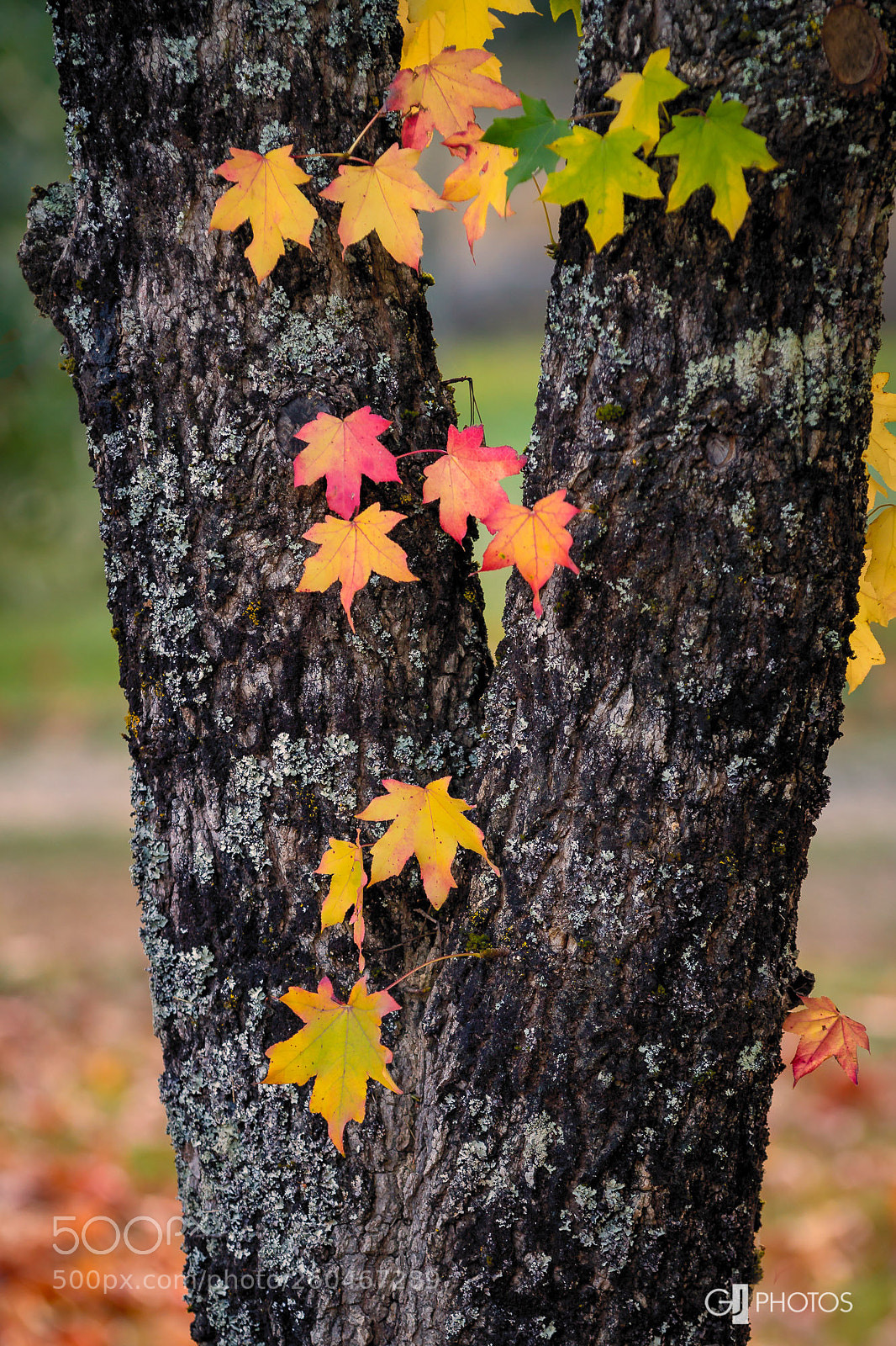 Canon EOS 60D sample photo. Autumn trunk photography