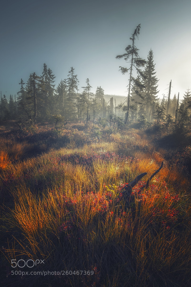 Nikon D750 sample photo. šumava two photography