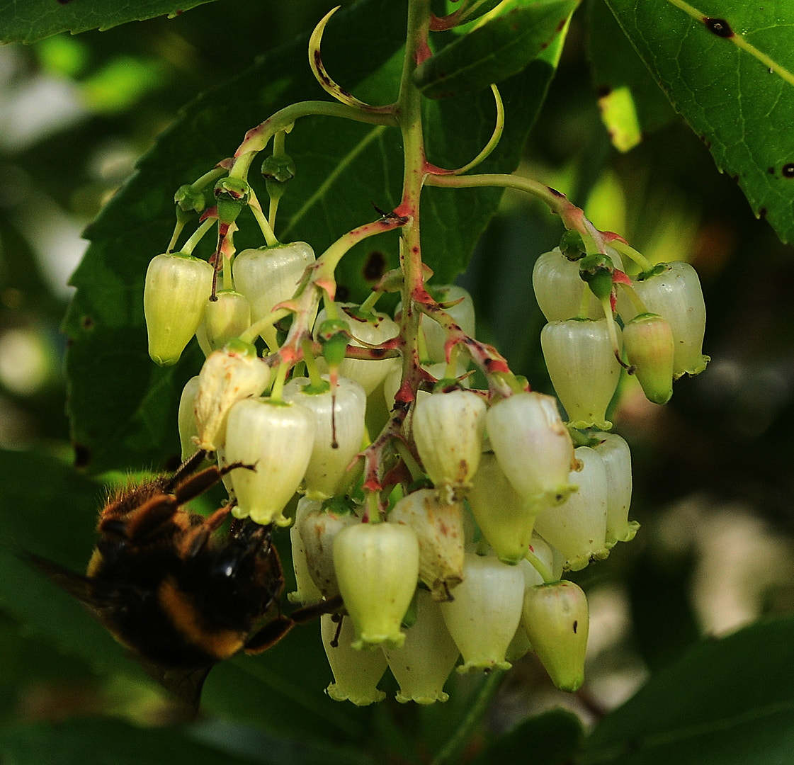 Nikon D5000 sample photo. Flormedronheiro photography