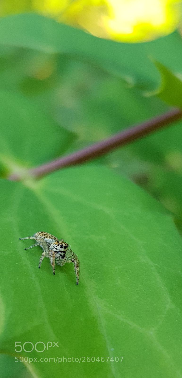 Samsung Galaxy S8 sample photo. Petite araignee photography
