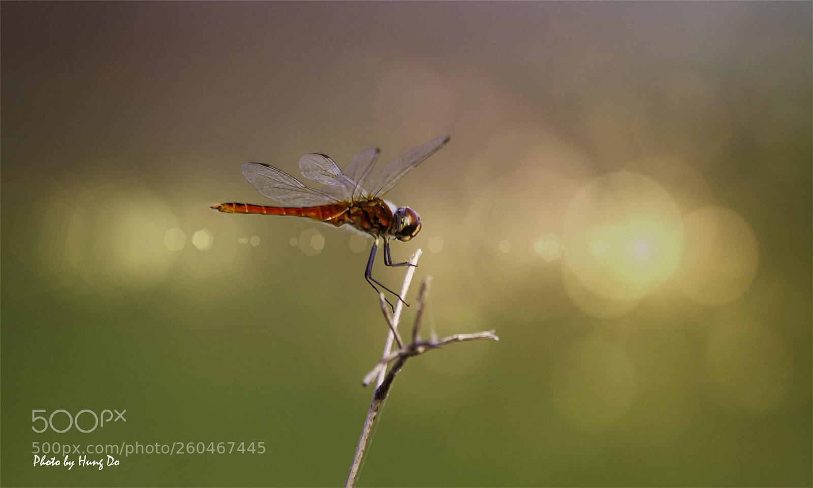 Canon EOS 6D sample photo. Dragonfly photography