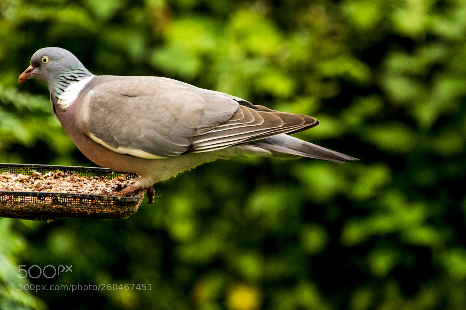 Nikon D7100 sample photo. Pigeon photography