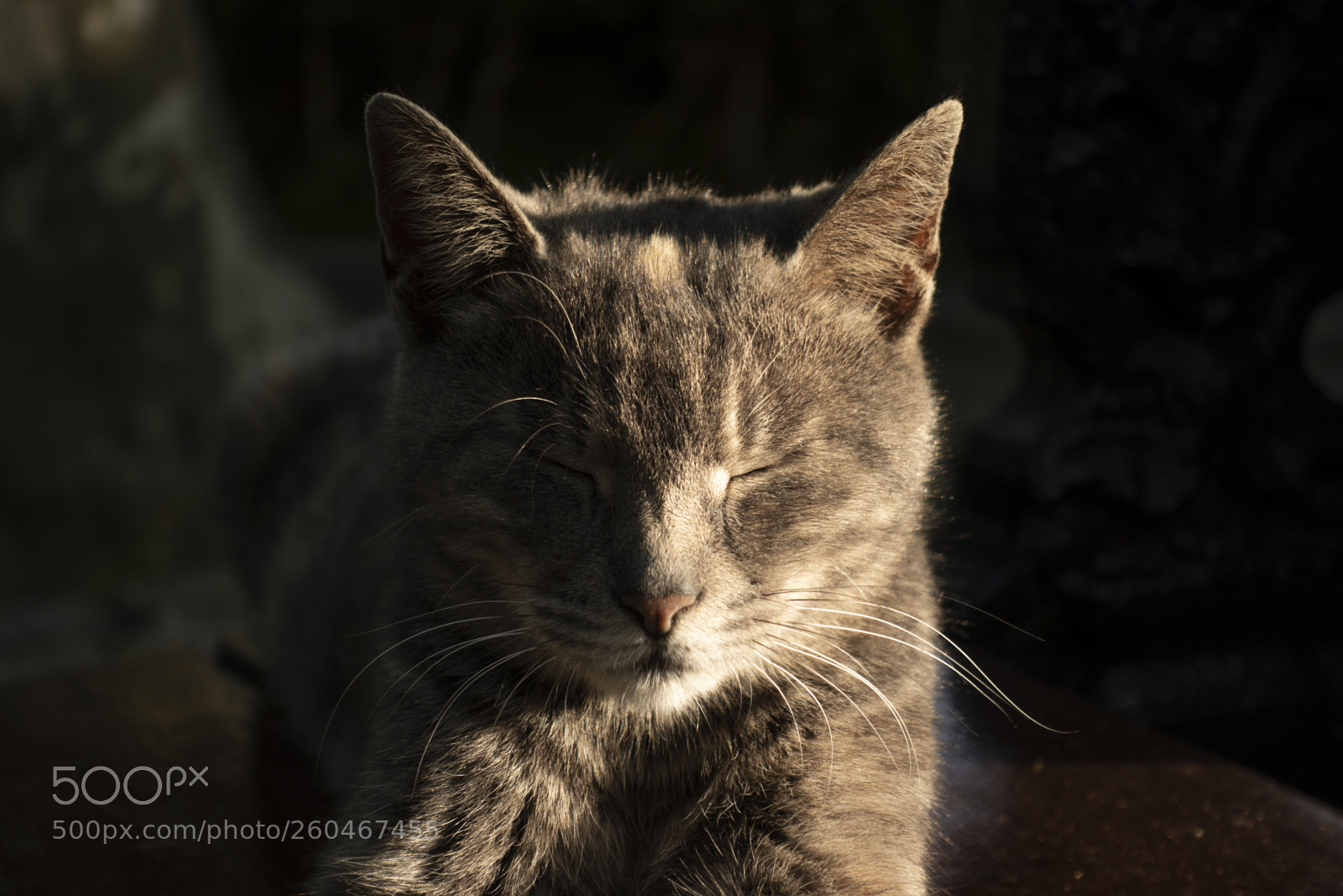 Sony DSC-RX100M5 sample photo. Cat photography