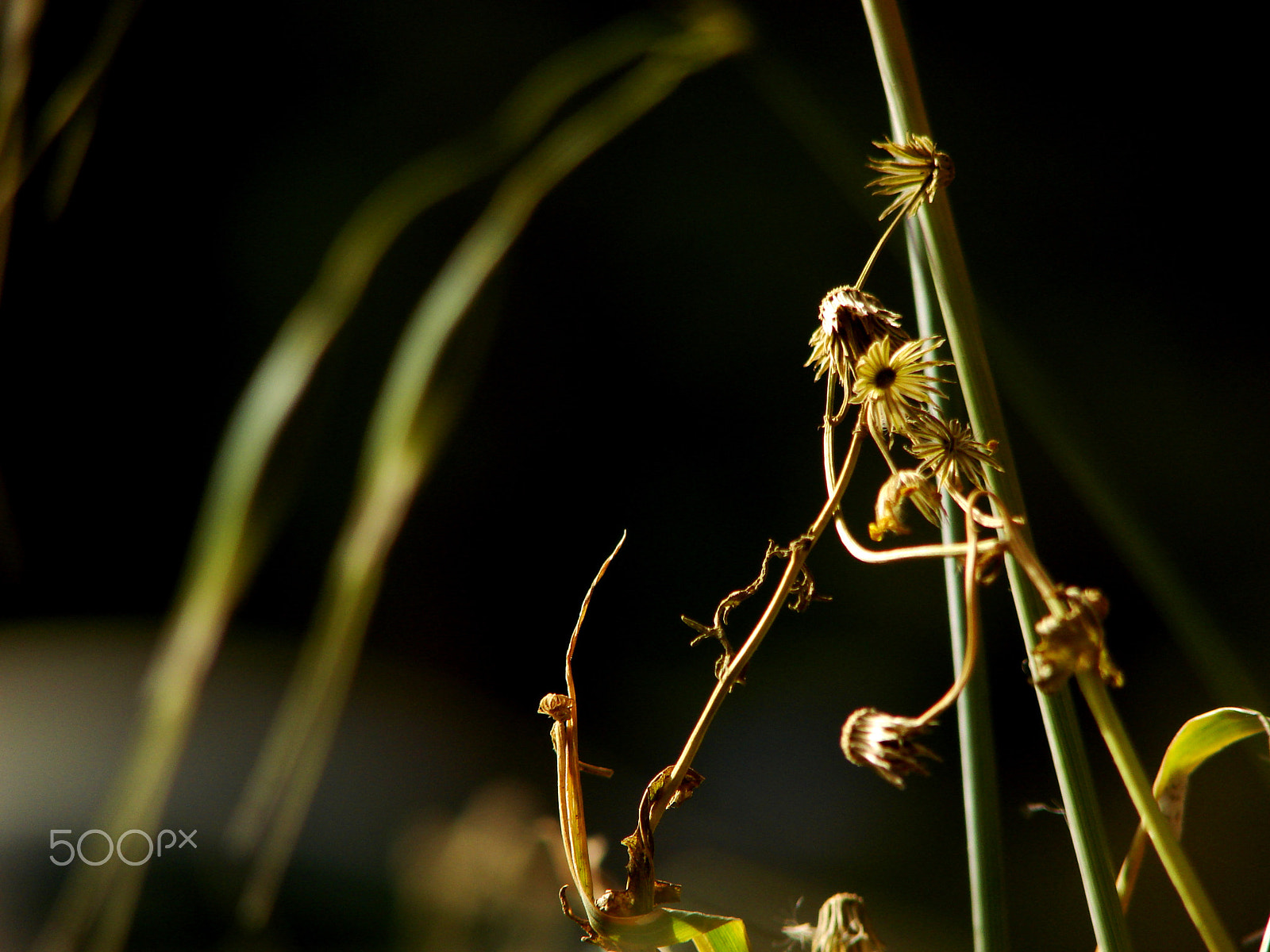 Sony DSC-H5 sample photo. Hugging in the field photography