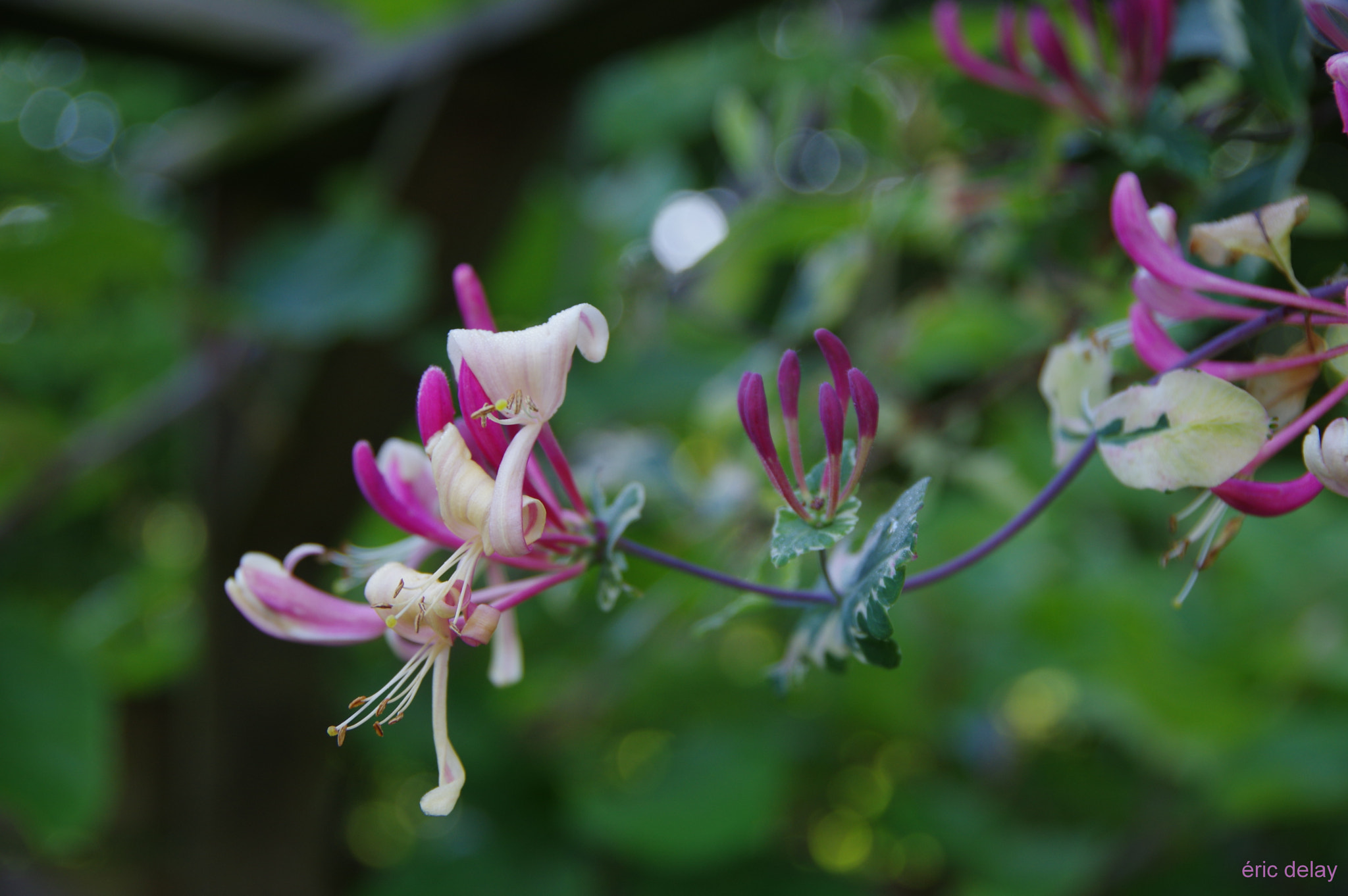 Pentax K-3 sample photo. Fleurs photography
