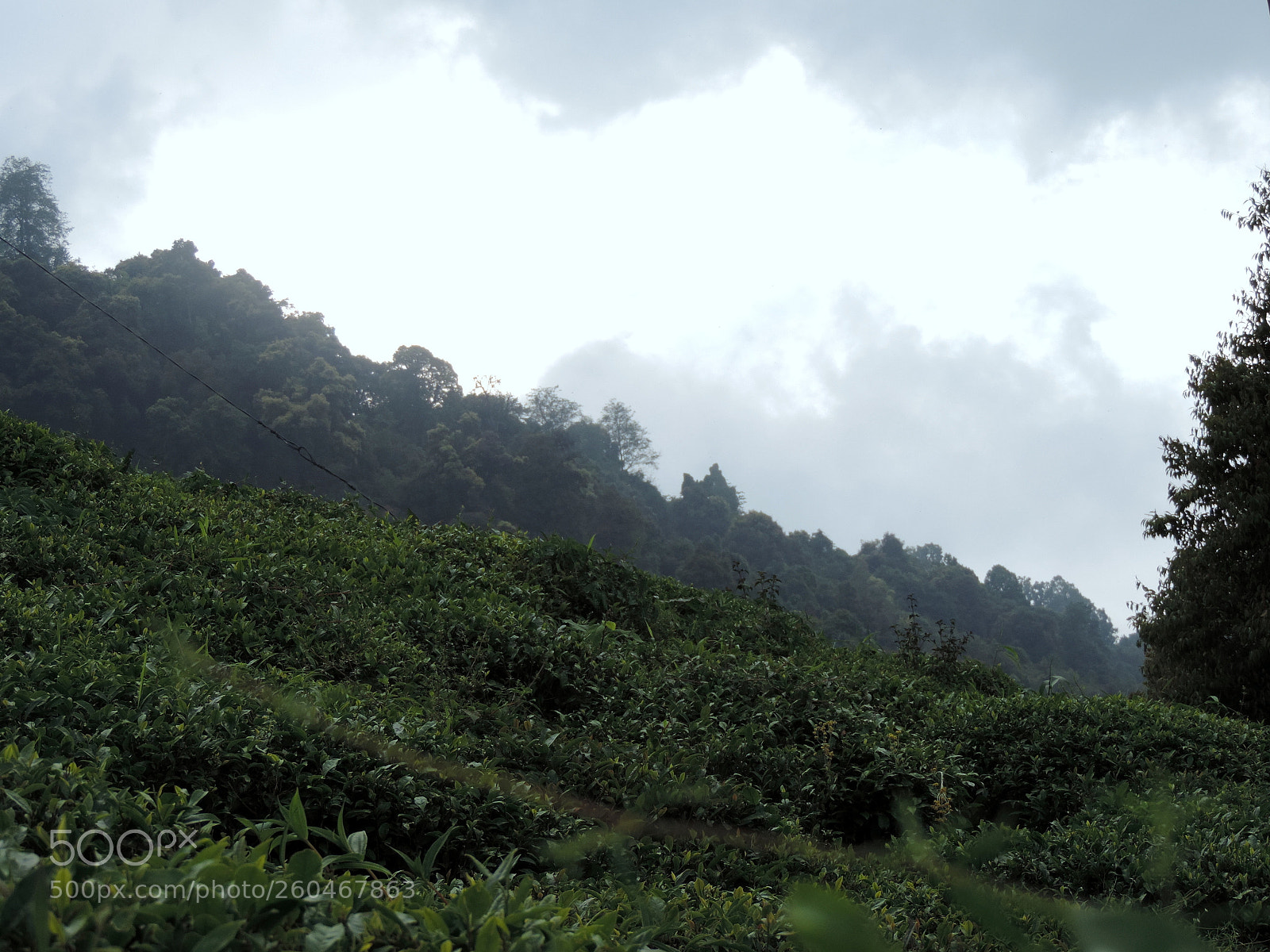 Nikon Coolpix P520 sample photo. Tea garden photography