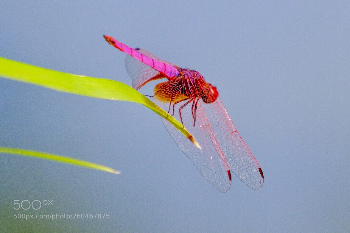 Fujifilm X-H1 sample photo. Red dragonfly photography