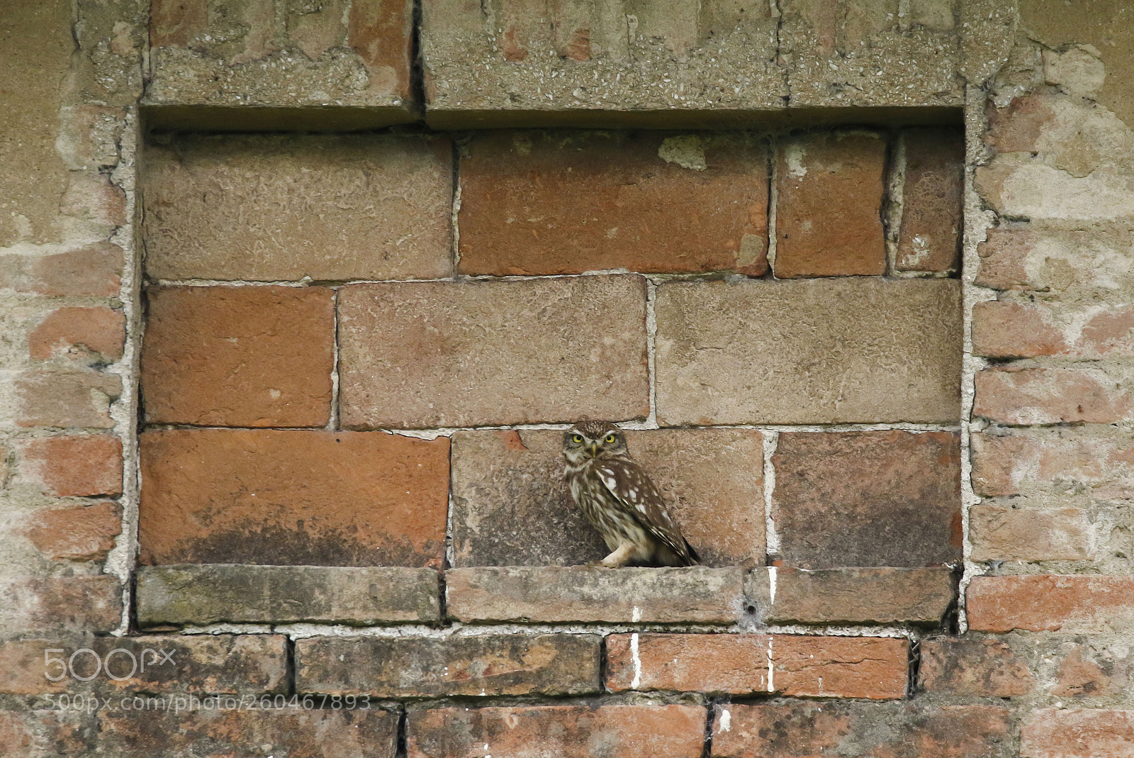 Canon EOS 7D Mark II sample photo. Little owl in window photography