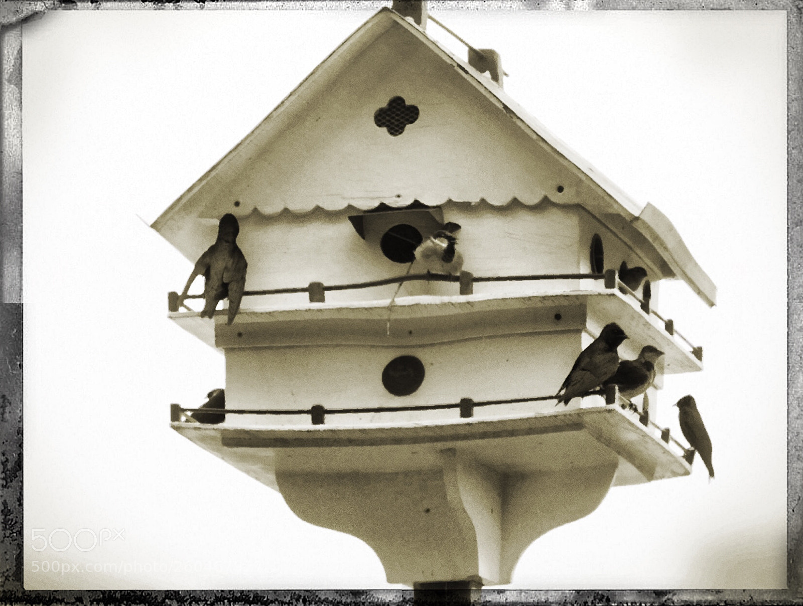 Olympus OM-D E-M10 II sample photo. Little bird house photography