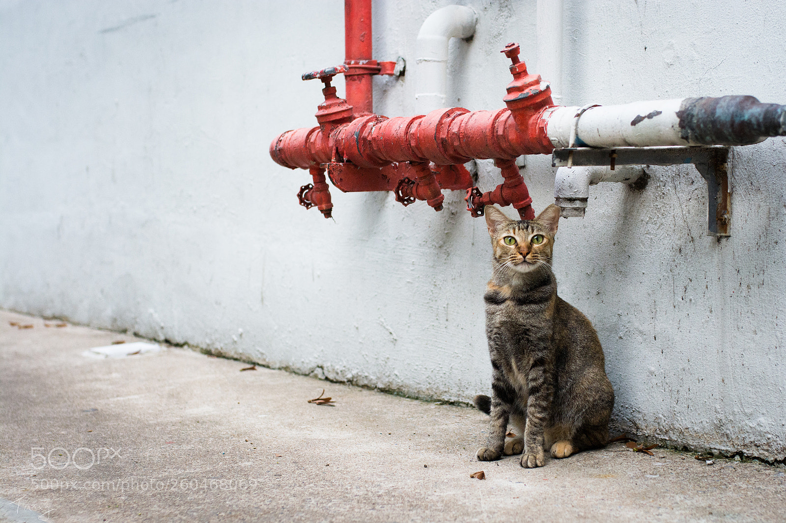 Nikon D7100 sample photo. Community guard photography