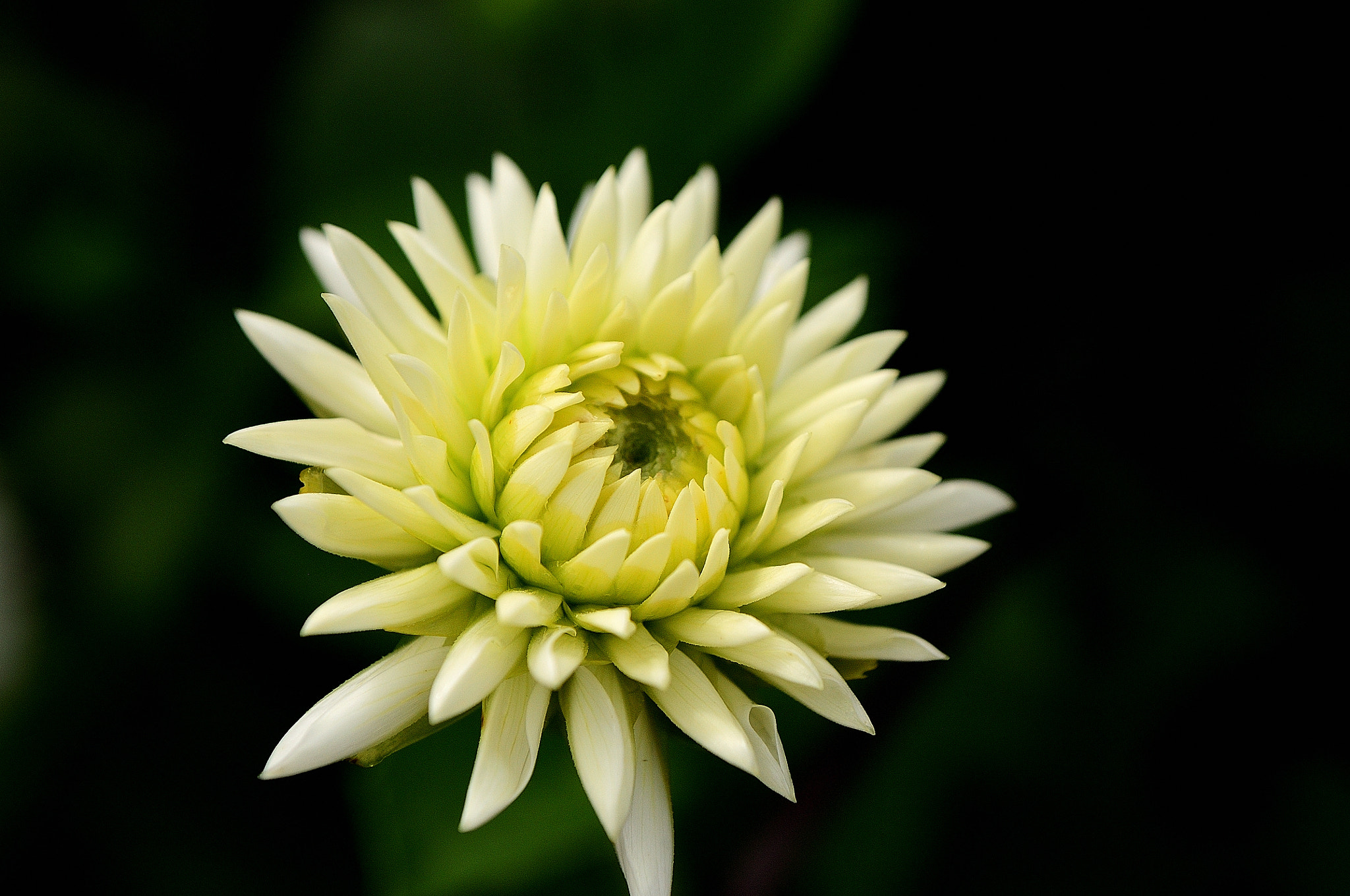 Sigma 18-50mm F2.8-4.5 DC OS HSM sample photo. 4588-dal photography