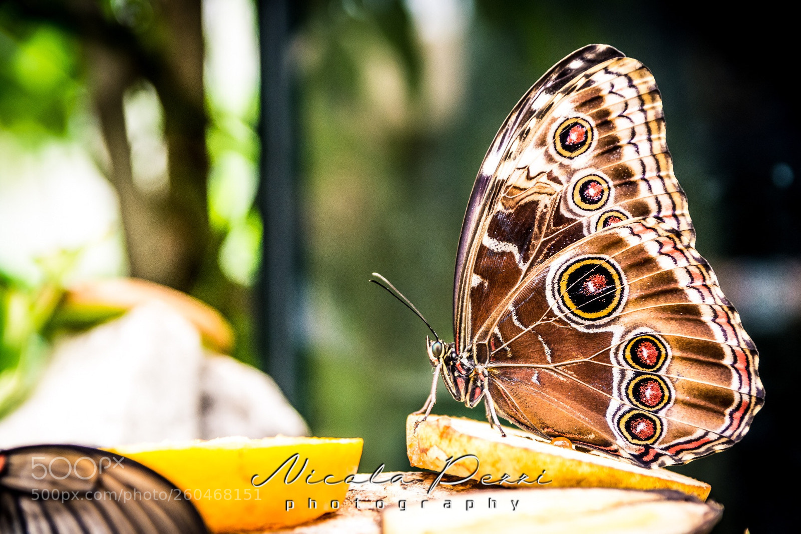 Nikon D7100 sample photo. Butterfly dinner photography
