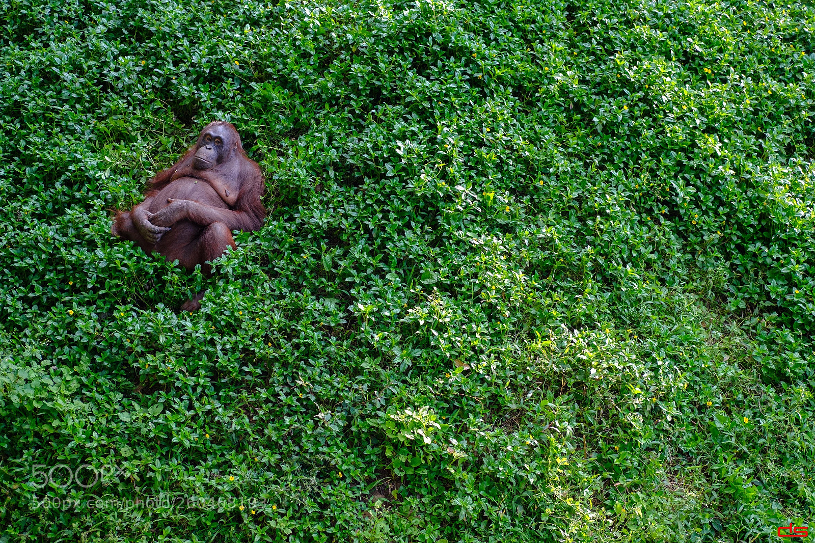 Fujifilm X-Pro2 sample photo. Orangutan photography
