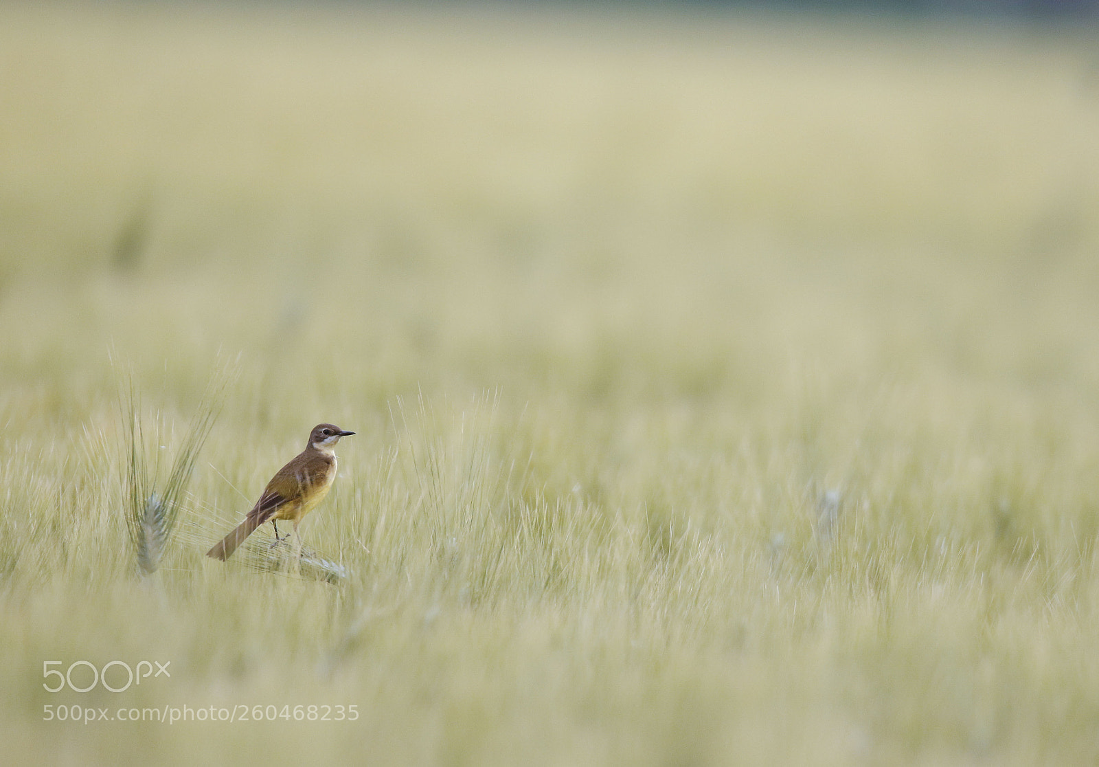 Canon EOS 7D Mark II sample photo. Western yellow wagtail on photography