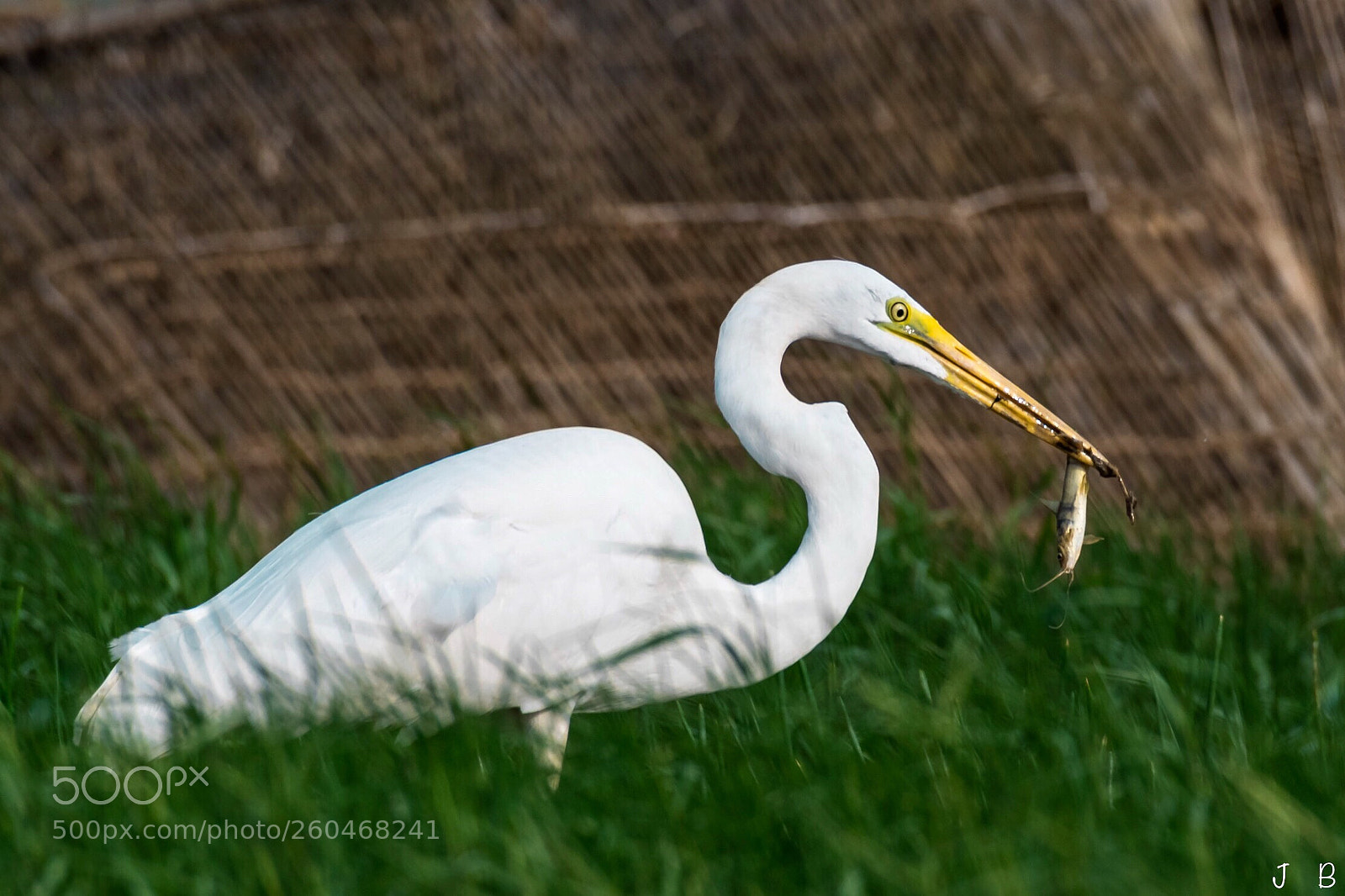 Nikon D500 sample photo. Taming its prey photography