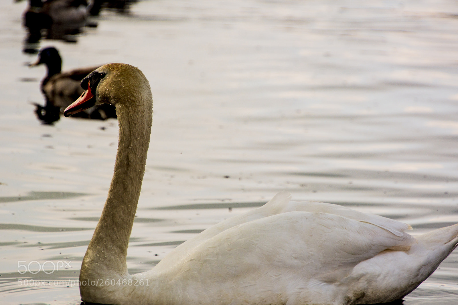 Nikon D7100 sample photo. Beautiful swan photography