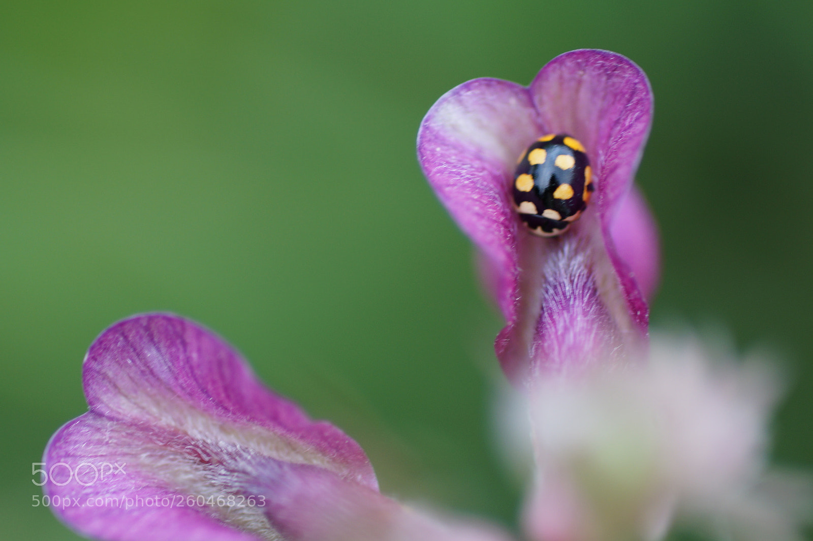 Sony SLT-A58 sample photo. Adalia decempunctata photography