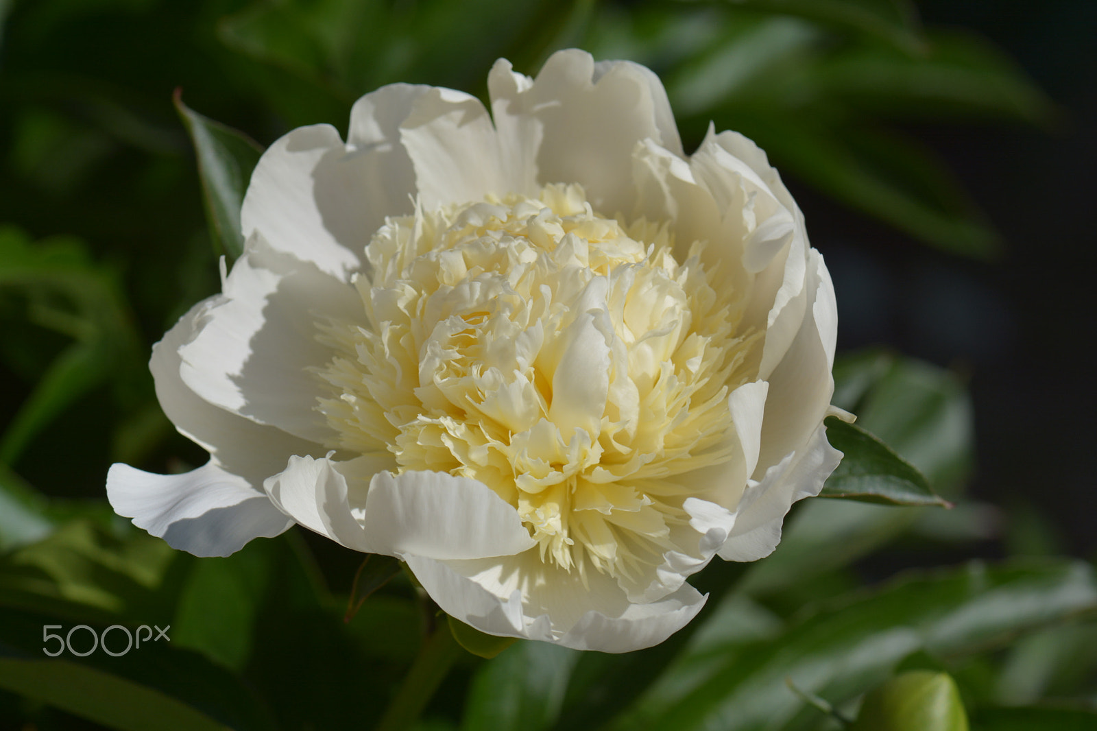 Nikon D7100 + Nikon AF-S Micro-Nikkor 105mm F2.8G IF-ED VR sample photo. A white peony in bloom in a backyard. photography