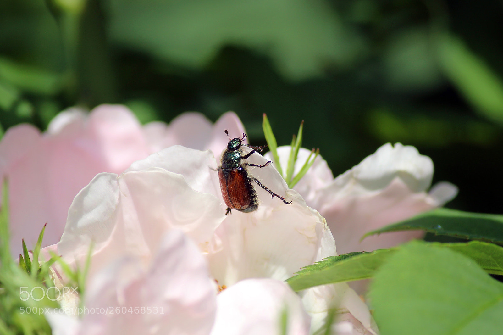 Canon EOS 600D (Rebel EOS T3i / EOS Kiss X5) sample photo. Climbing to the top photography