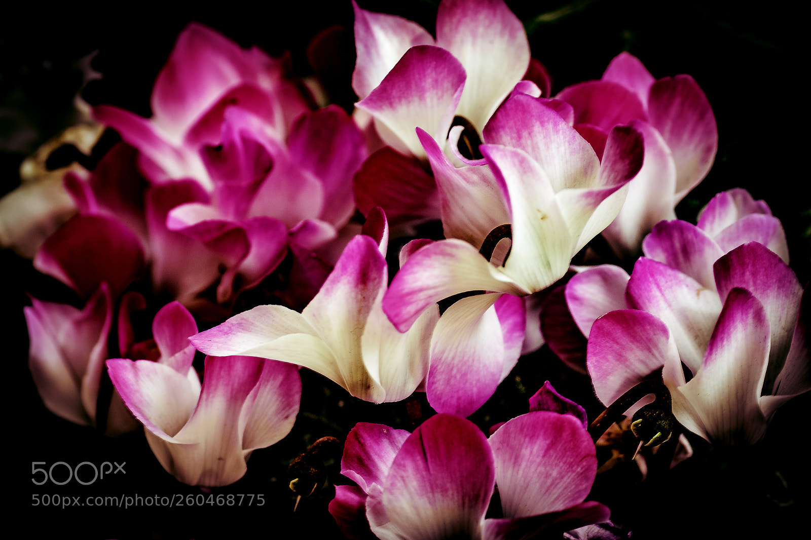 Nikon D3300 sample photo. Flowers photo photography