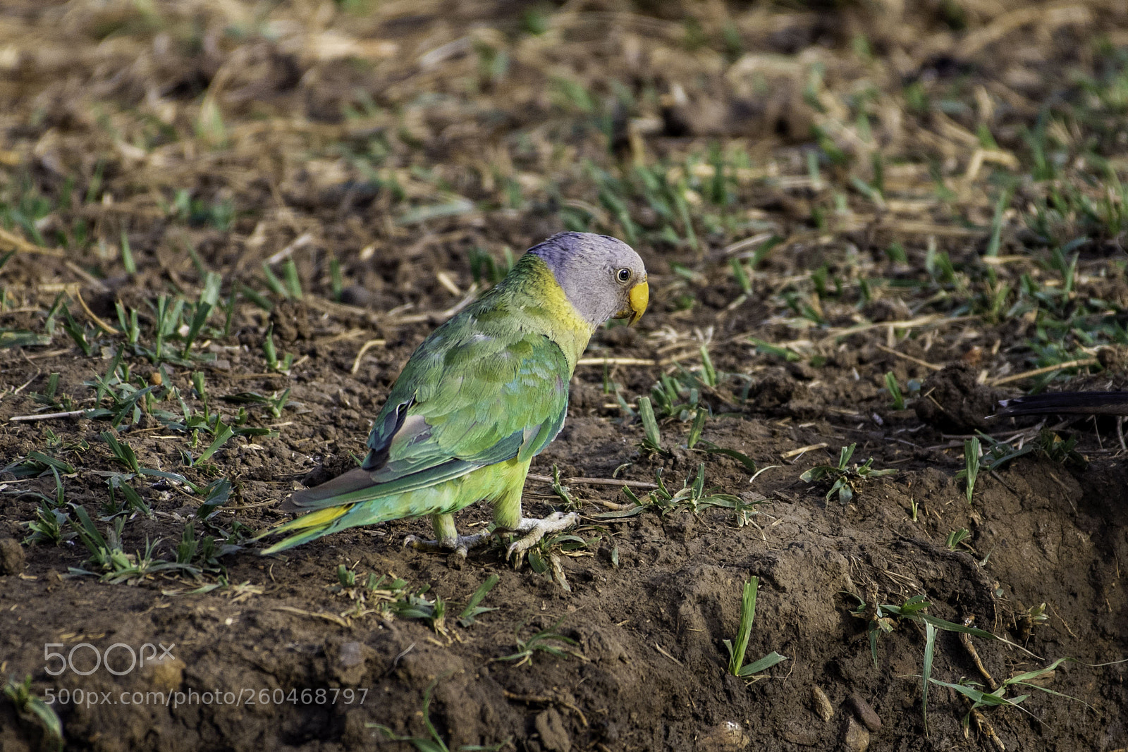 Nikon D850 sample photo. Plum headed parakeet female photography