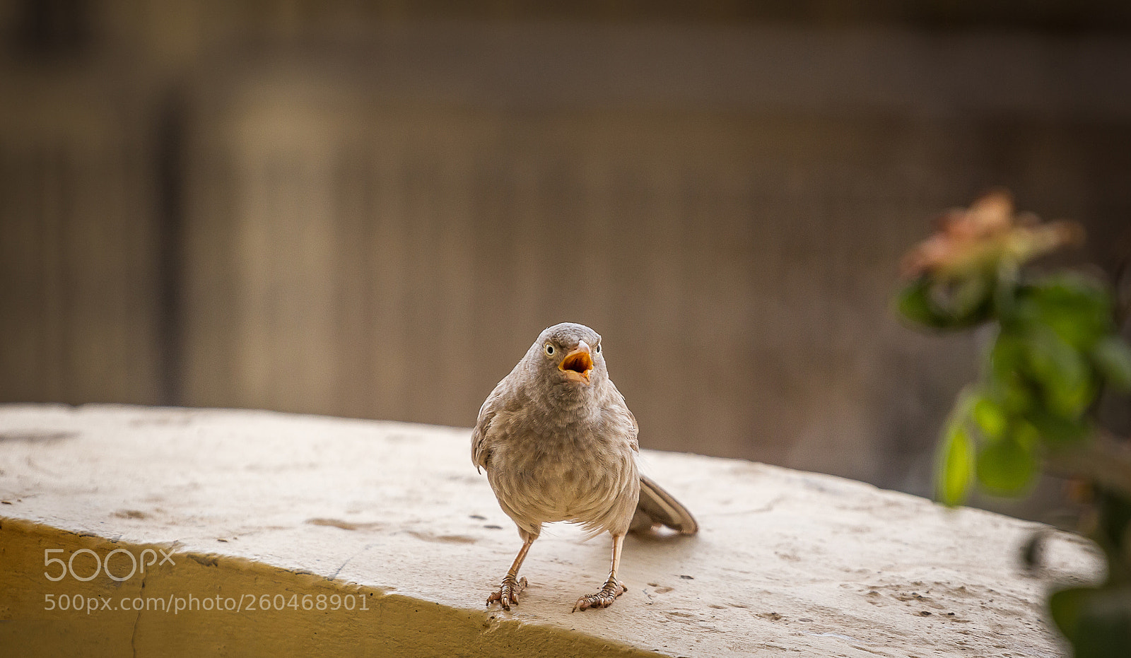 Canon EOS 700D (EOS Rebel T5i / EOS Kiss X7i) sample photo. Angry bird photography