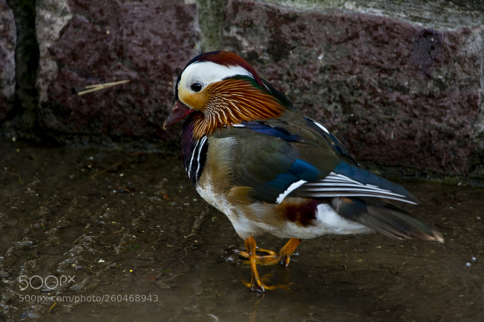 Nikon D7100 sample photo. Mandarin duck photography