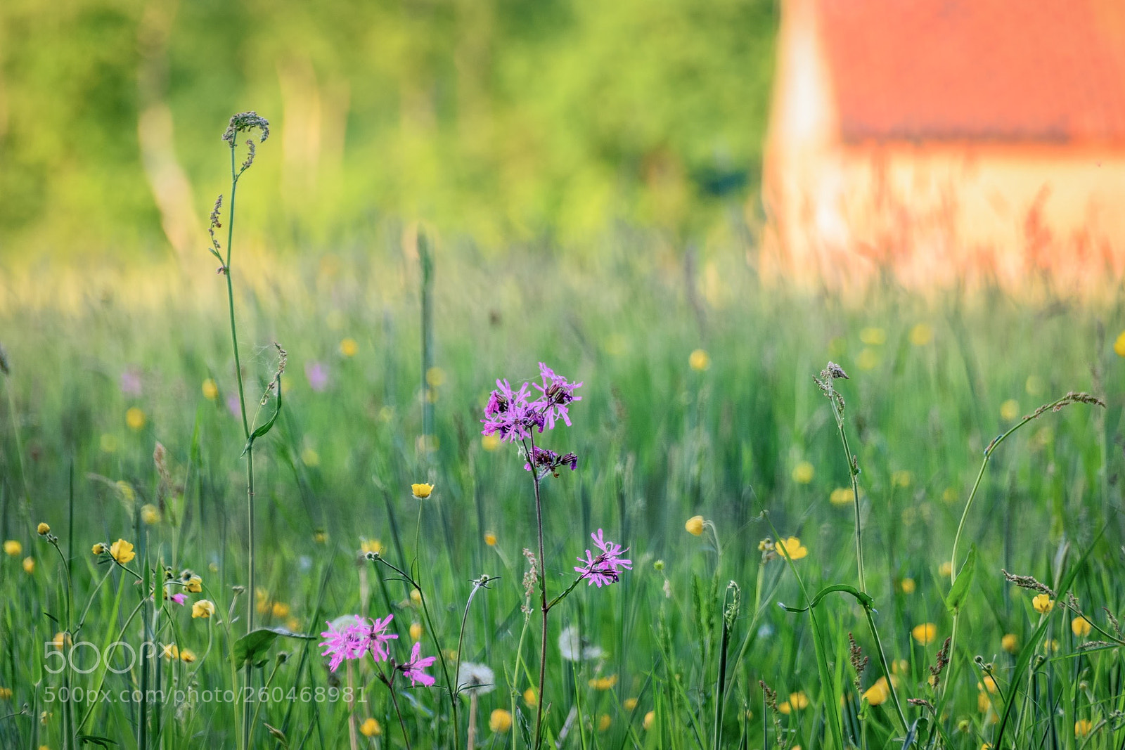 Nikon D5500 sample photo. Spring ! photography