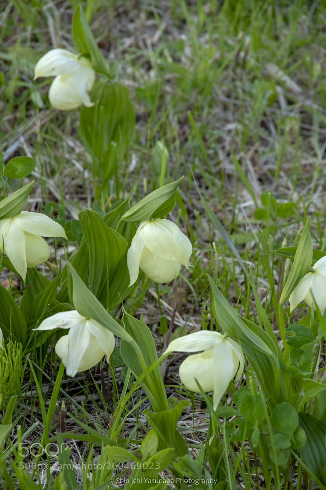 Pentax K-70 sample photo. Rebun-atsumoriso photography