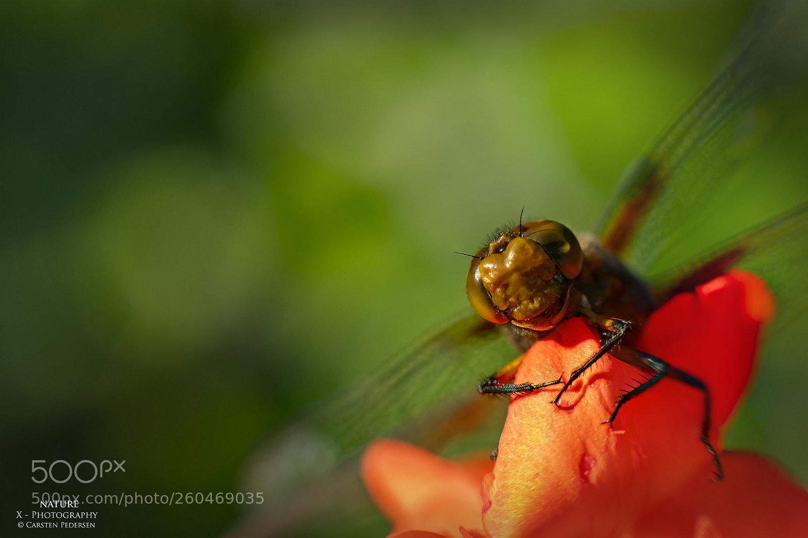 Fujifilm X-H1 sample photo. Dragonfly photography