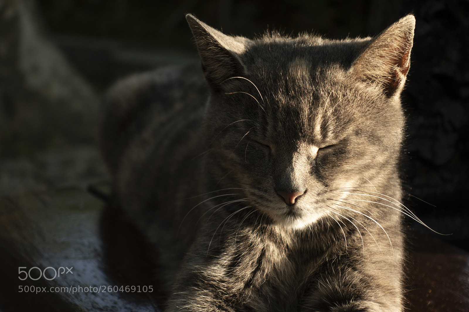 Sony DSC-RX100M5 sample photo. Cat photography