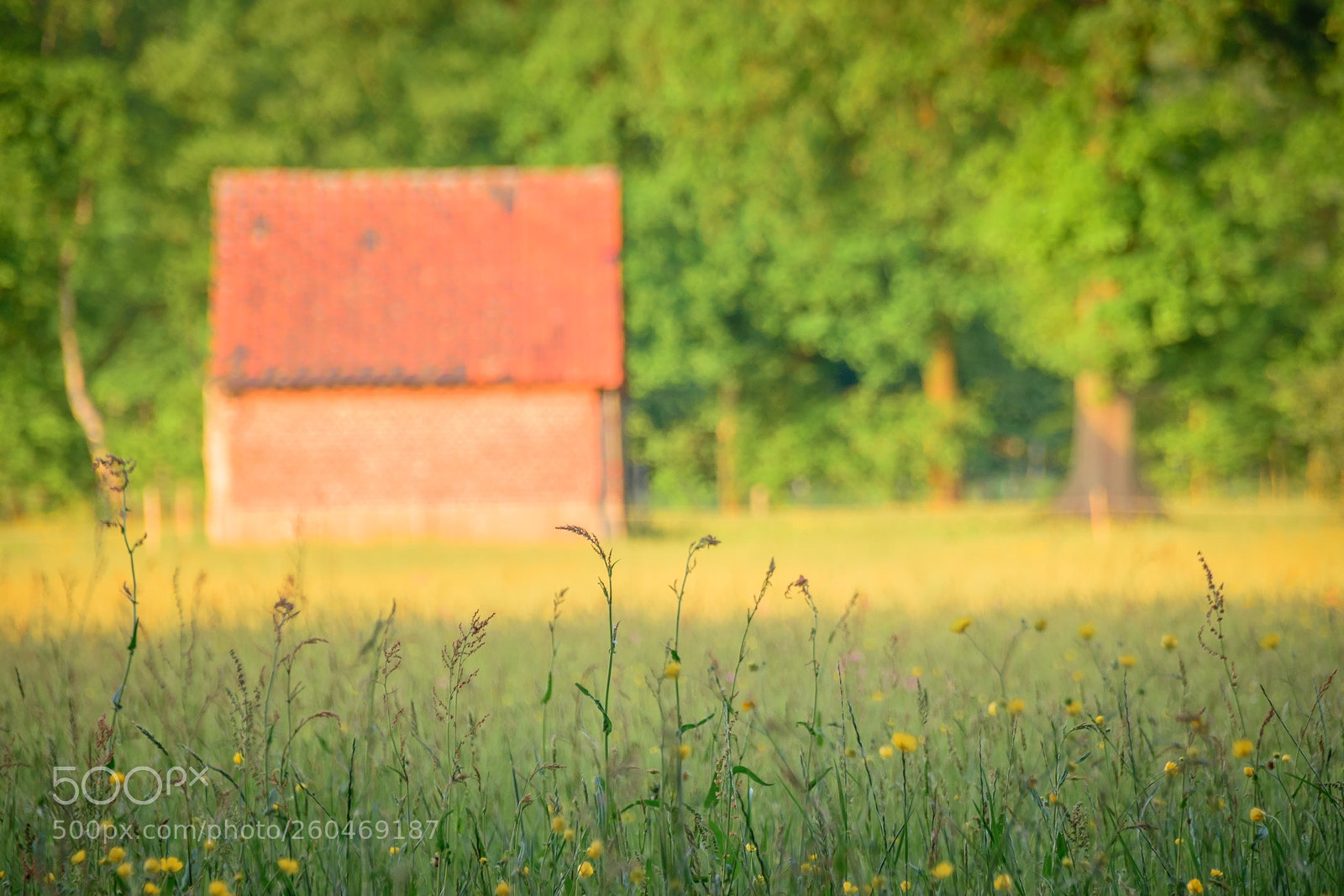 Nikon D5500 sample photo. Evening sun ! photography