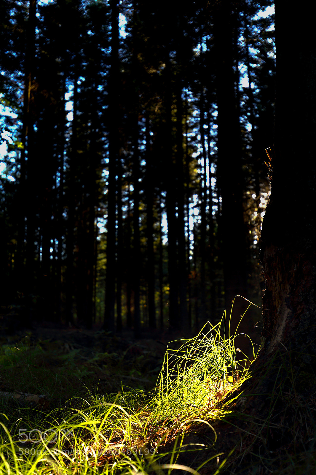 Canon EOS 6D sample photo. Forest photography