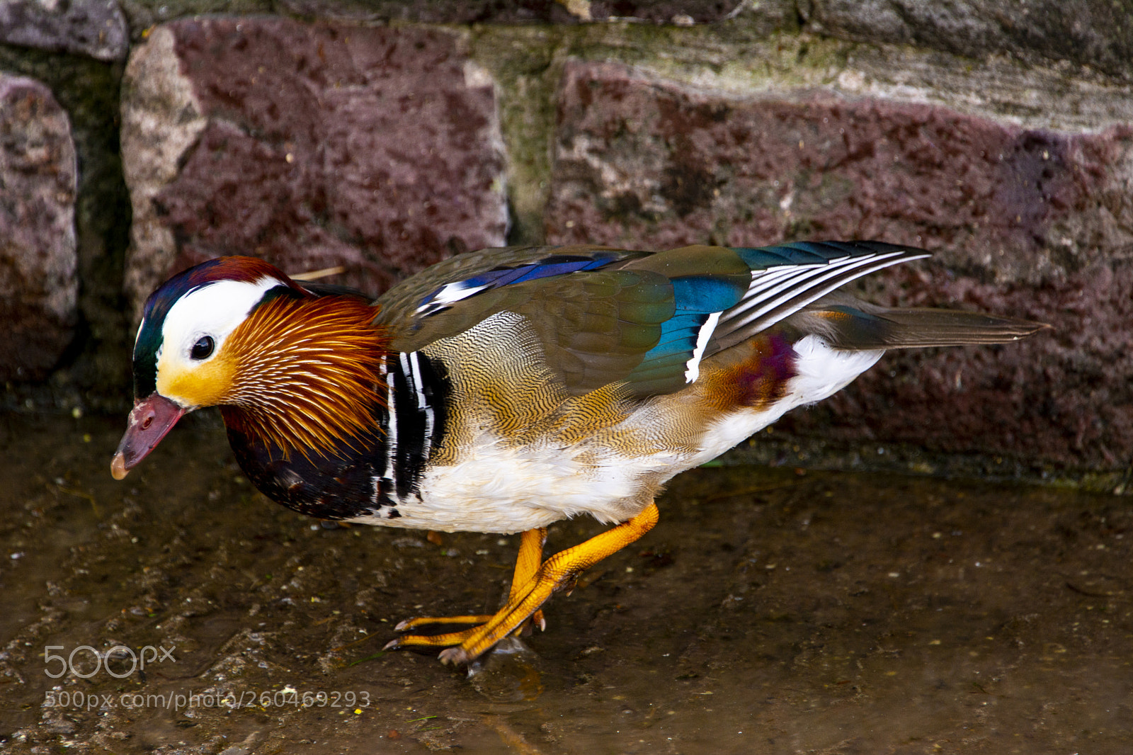 Nikon D7100 sample photo. Mandarin duck photography