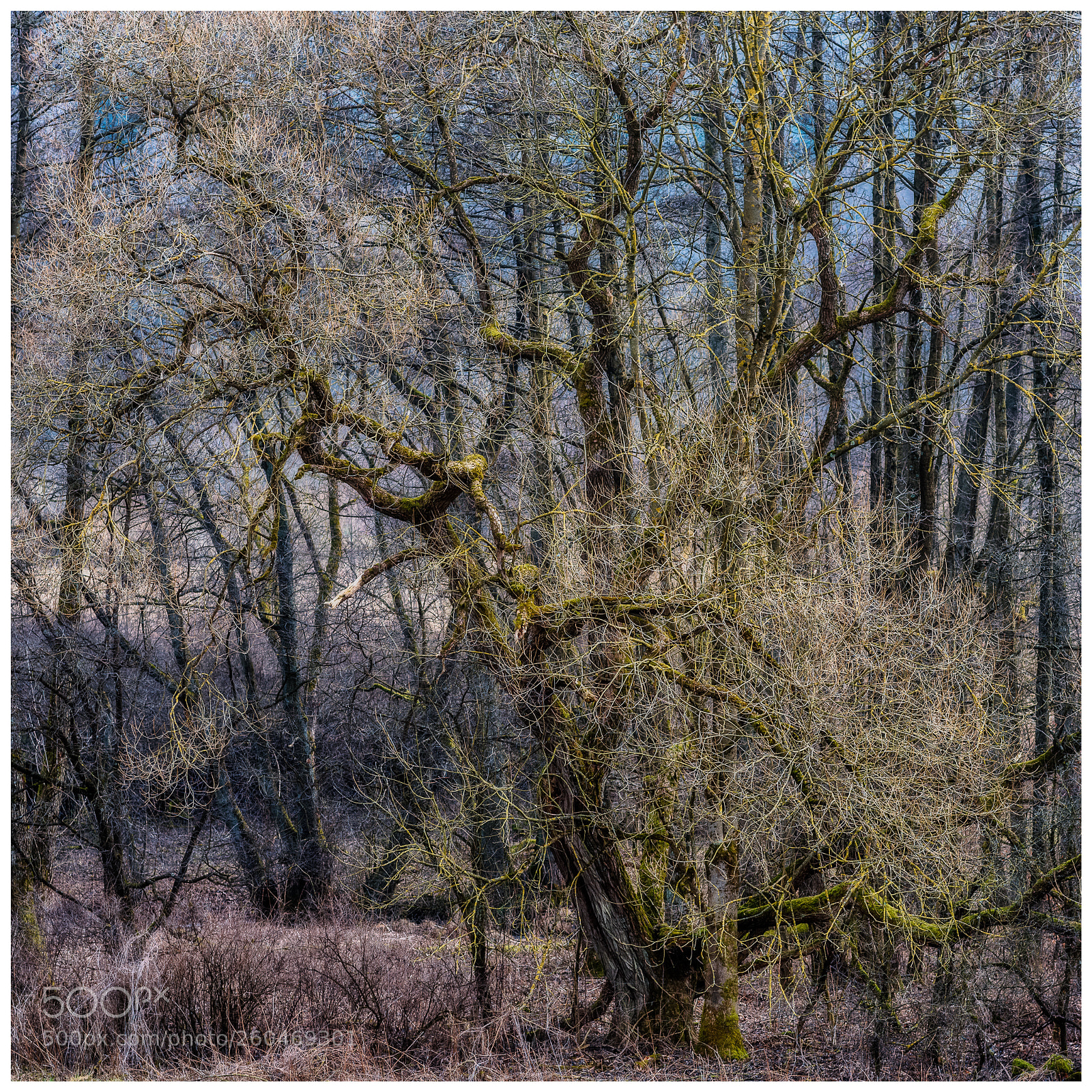 Nikon D810 sample photo. Early spring photography