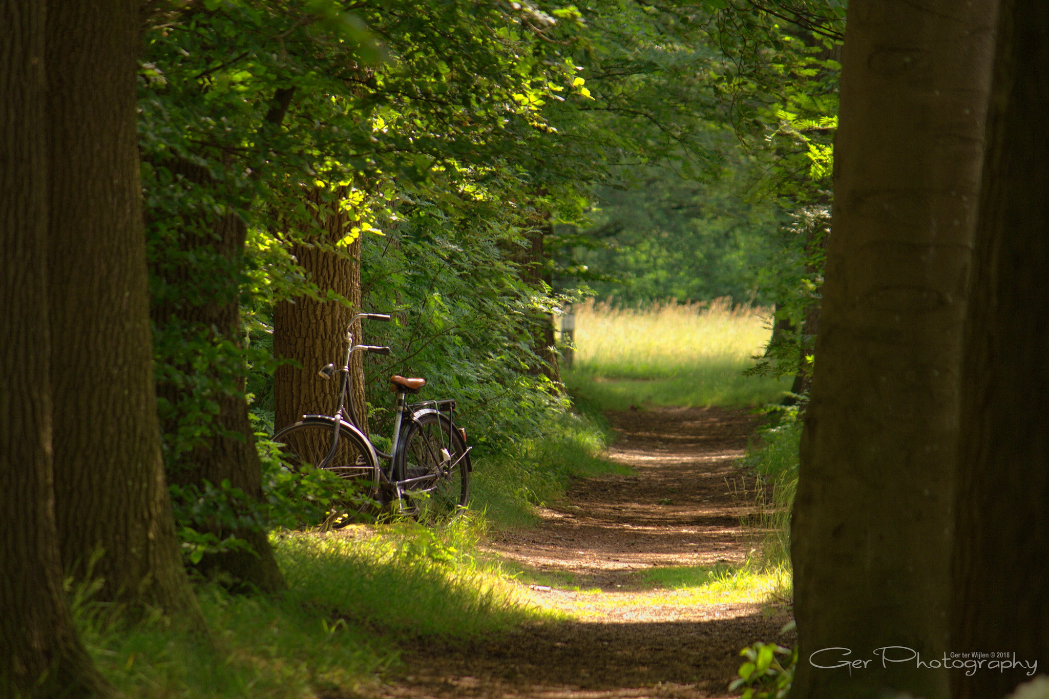 Canon EF-S 55-250mm F4-5.6 IS II sample photo. Lost in th forest photography