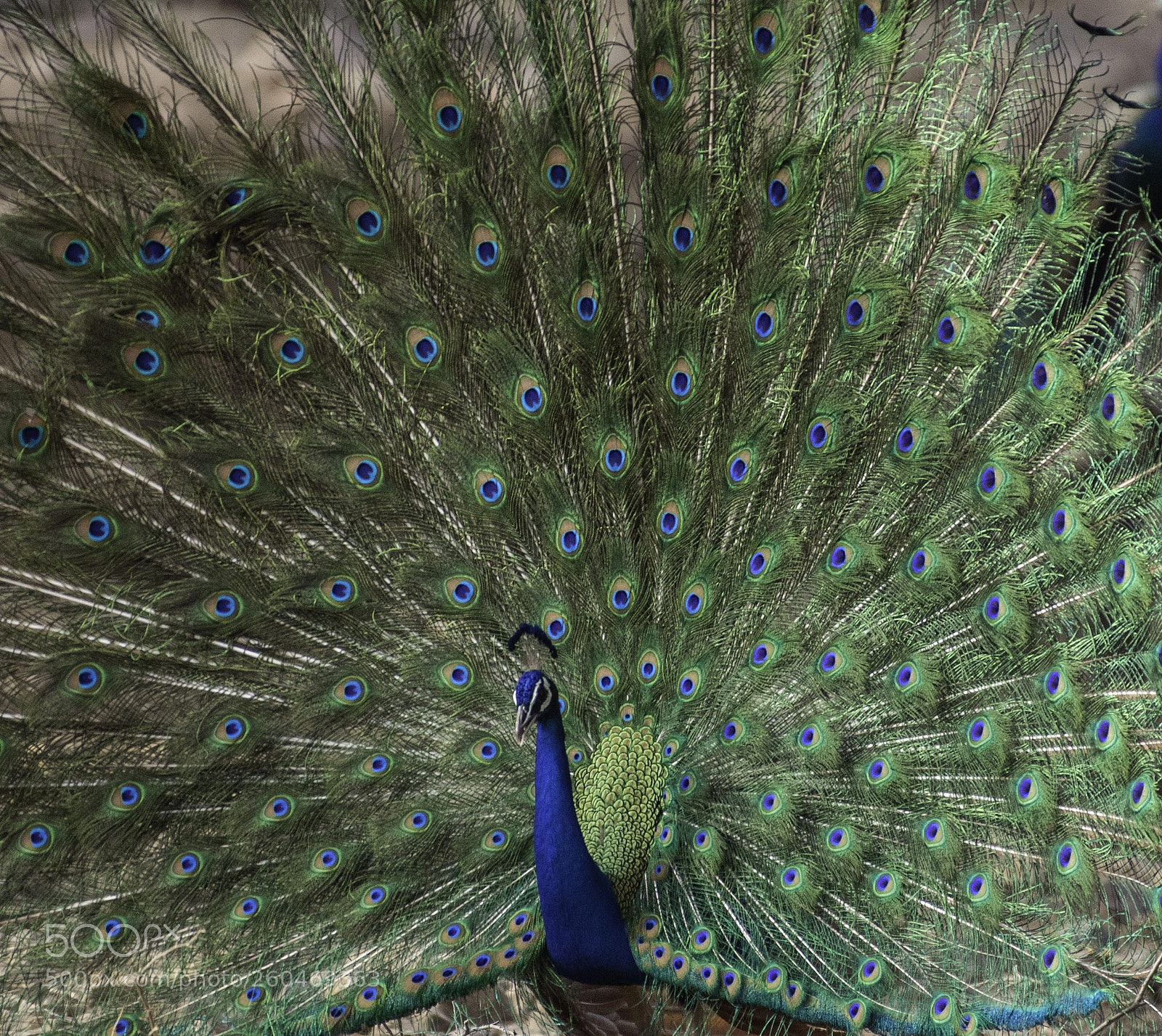 Nikon D850 sample photo. Peacock with display photography