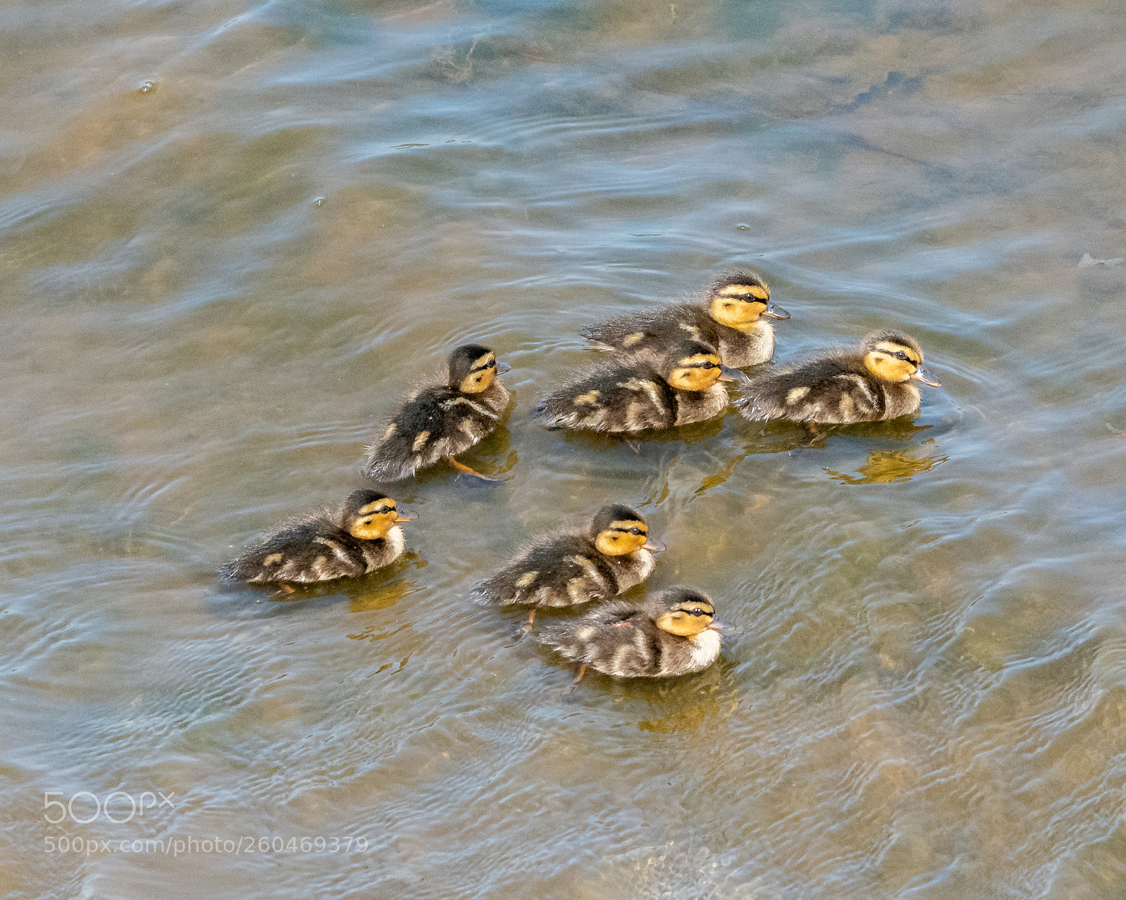 Nikon D500 sample photo. Where is mum? photography