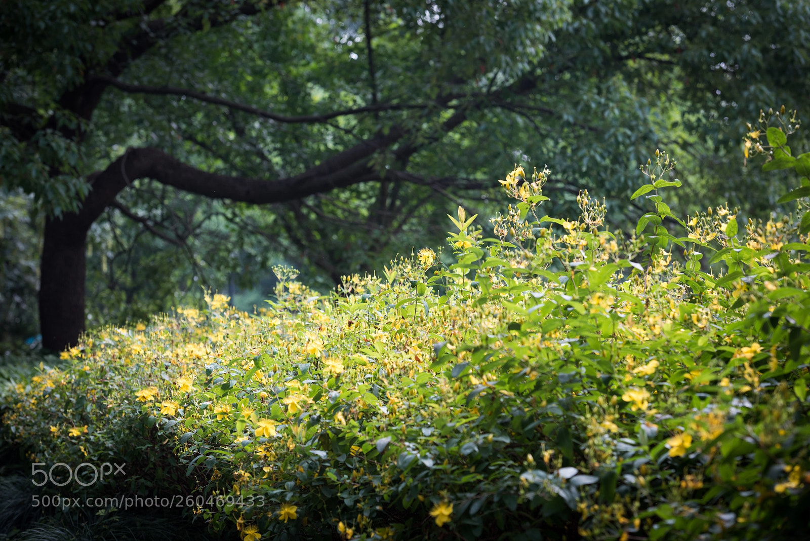 Nikon D810 sample photo. 生如夏花 photography