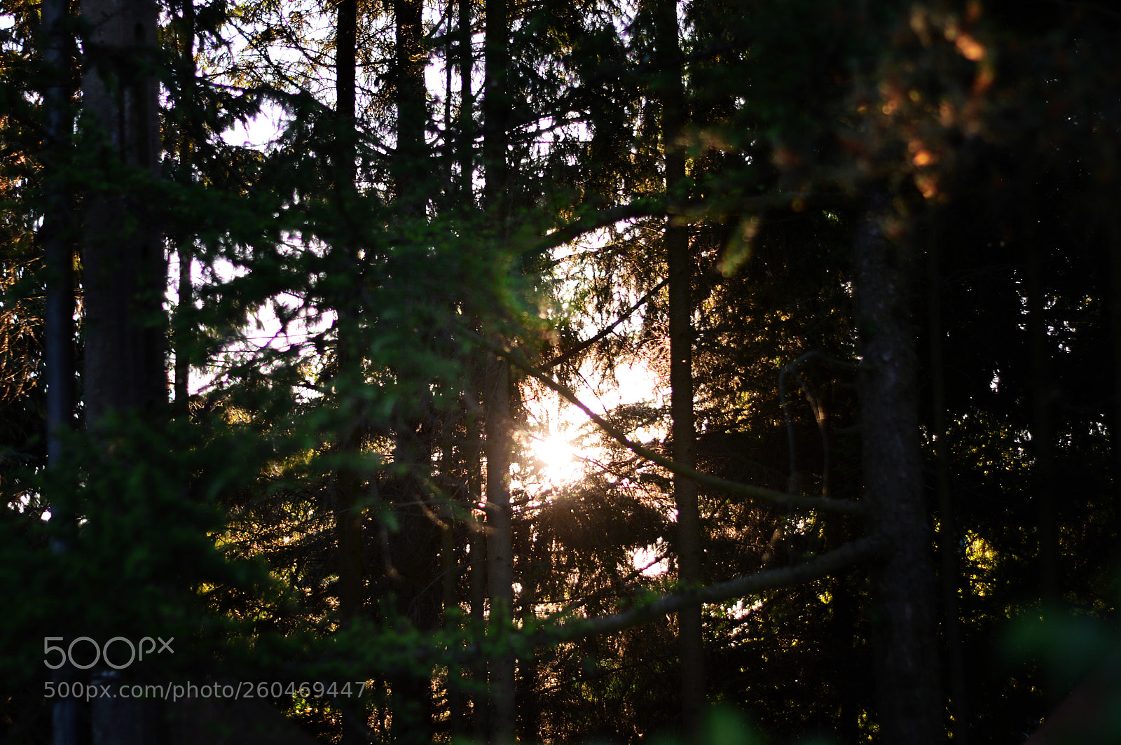 Nikon D3200 sample photo. Photo photography
