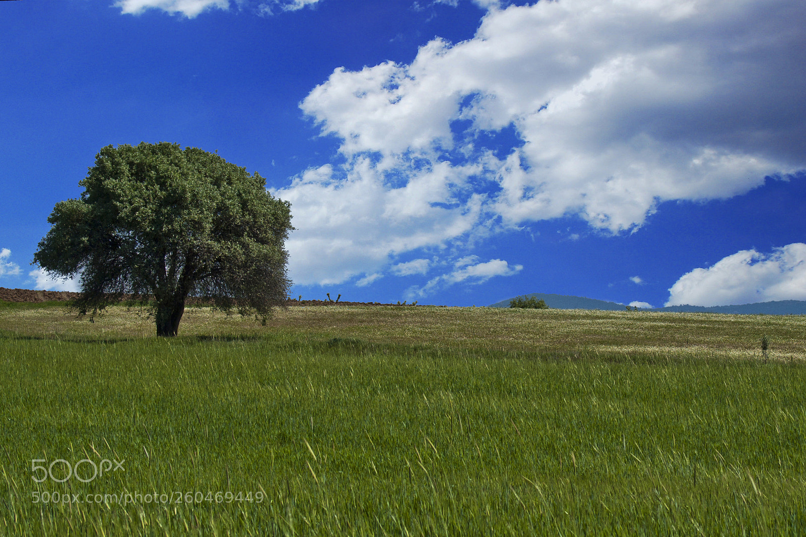 Sony Alpha DSLR-A200 sample photo. Walpaper photography