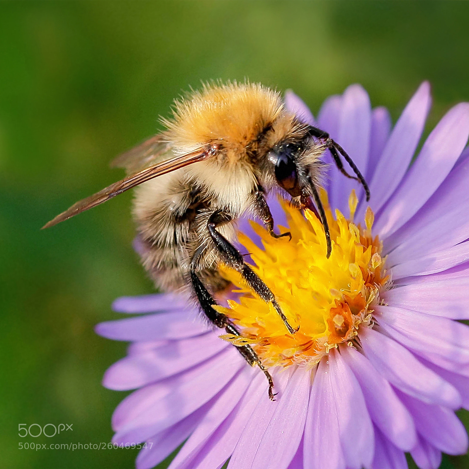 Canon EOS 5D Mark II sample photo. 2.jpg photography
