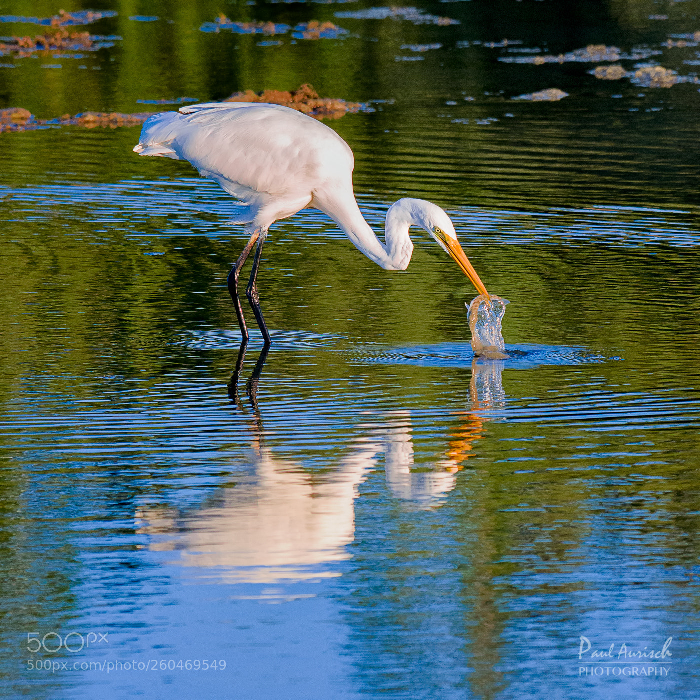 Nikon D500 sample photo. Great egret fishing photography
