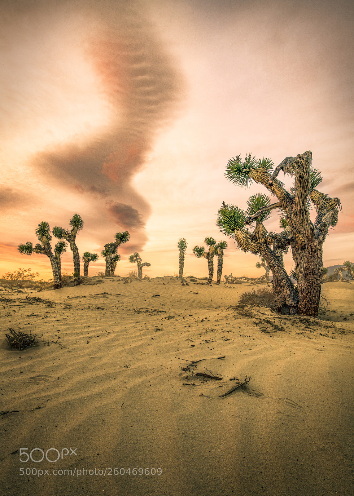 Nikon D850 sample photo. Joshua tree sunrise photography