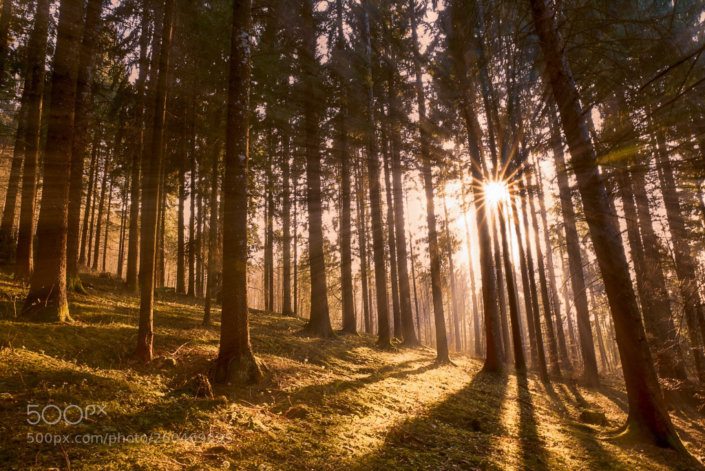 Nikon D750 sample photo. Tramonto nel bosco delle photography