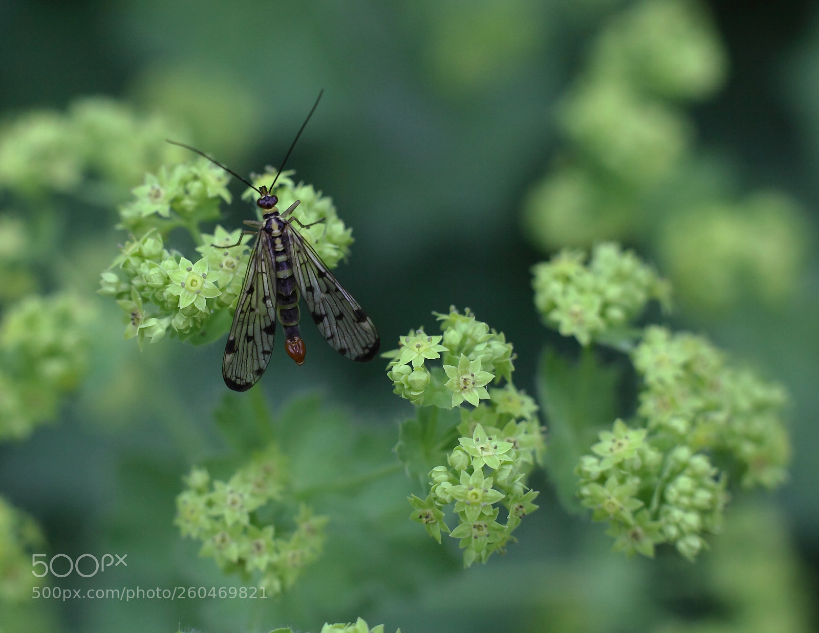 Canon EOS 5D Mark II sample photo. Schorpioenvlieg photography
