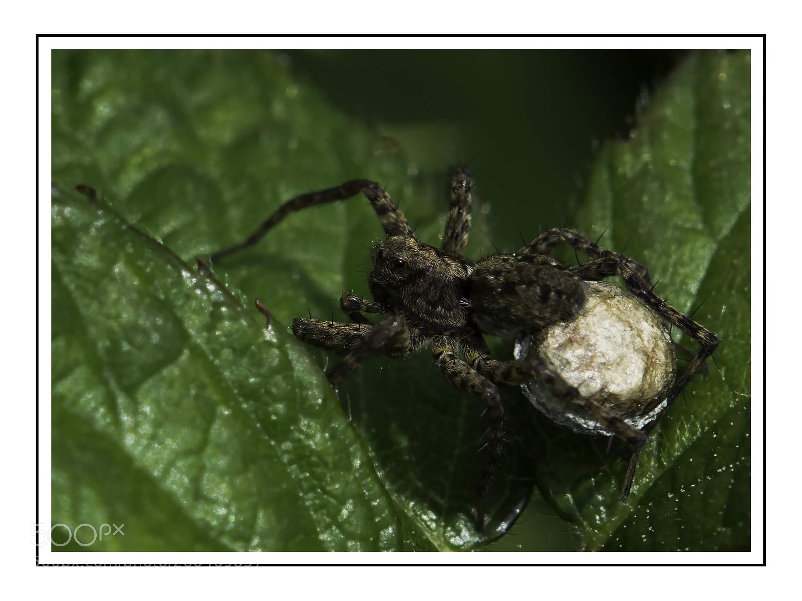 Nikon D7100 sample photo. Spider with egg sack photography