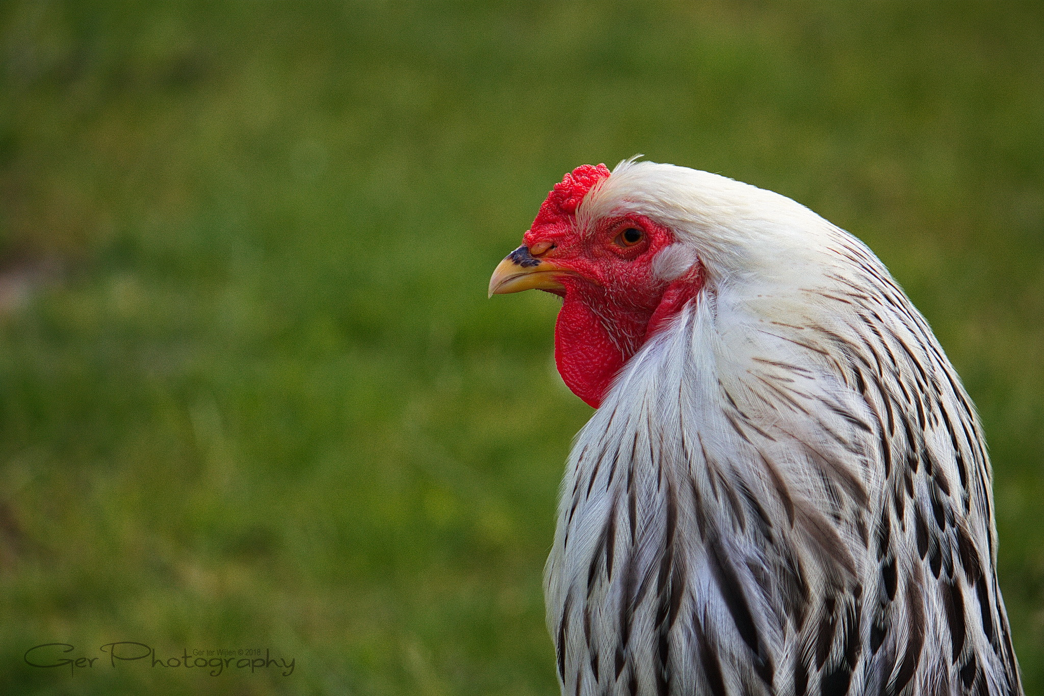 Canon EF-S 55-250mm F4-5.6 IS II sample photo. Rooster photography